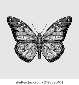 Monarch butterfly detailed hand drawn vector illustration