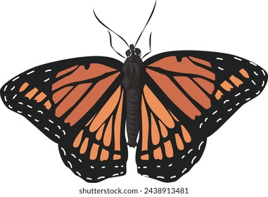 monarch butterfly female in vector