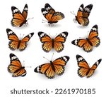 Monarch butterfly, flying in different directions. Collection of butterflies on a white background. Butterflies side and top view.
