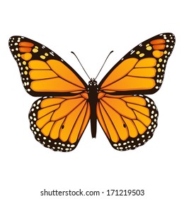 Monarch Butterfly. Hand Drawn Vector Illustration