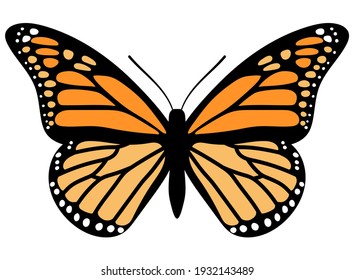 Monarch Butterfly. Hand Drawn Vector Illustration.