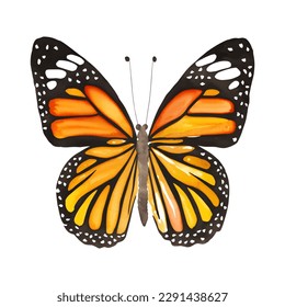 Monarch butterfly. Hand drawn vector illustration.