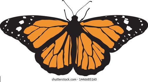 

Monarch butterfly illustration on white background - vector