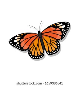Monarch Butterfly Illustration On White Background - Vector