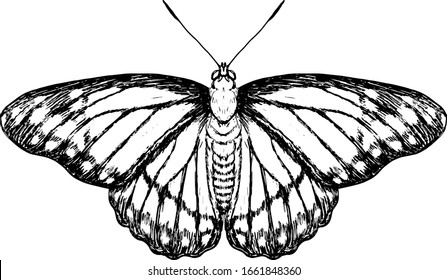 A Monarch butterfly insect with spread wing. Hand drawn vector illustration.
