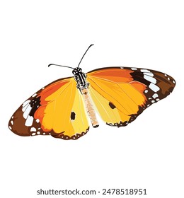 Monarch butterfly isolated graphic illustrated on white background