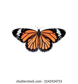 Monarch Butterfly isolated on white background