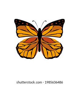 Monarch butterfly isolated in white background. Danaus plexippus with orange colored wings. Limenitis archippus. Danainae.
