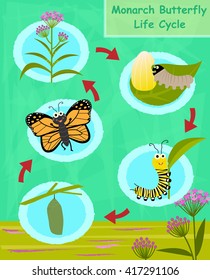 Monarch Butterfly Life Cycle - Colorful cartoon diagram of the monarch butterfly life cycle. Eps10