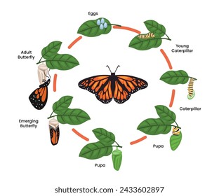 Monarch Butterfly life cycle evolution. Cartoon caterpillar insects metamorphosis stages on tree branch, eggs, larva, pupa, insect wildlife growing transformation, biology education poster for kid.