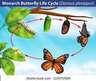 Monarch butterfly life cycle illustration