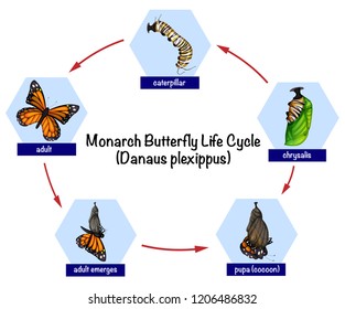 Monarch butterfly life cycle illustration