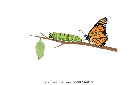 Monarch butterfly, lime chrysalis, and striped caterpillar on a wooden twig illustrating the stages of insect metamorphosis and transformation for education.