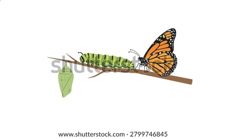 Monarch butterfly, lime chrysalis, and striped caterpillar on a wooden twig illustrating the stages of insect metamorphosis and transformation for education.