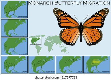 Monarch Butterfly Migration