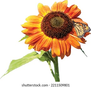 Monarch Butterfly on a Large Sunflower Flower