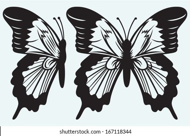 Monarch Butterfly with open wings isolated on blue background