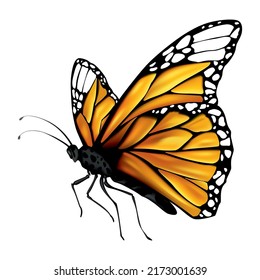 Monarch butterfly with outstretched wings. Illustration showing states life cycle of monarch butterfly. Undergoes metamorphosis