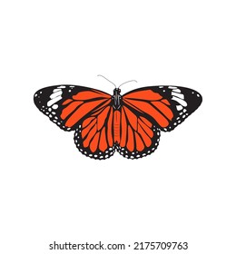 Monarch Butterfly Realistic Vector Illustration.