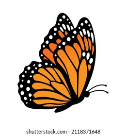 Monarch butterfly, side view. Vector illustration isolated on white background