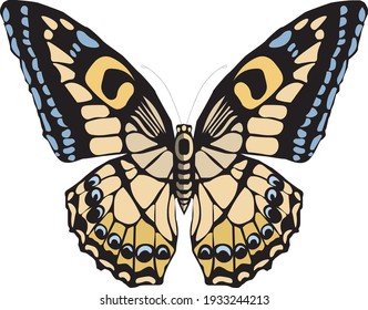 monarch butterfly simetric vector 02