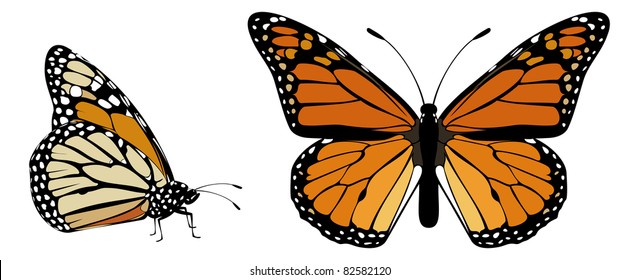 Monarch Butterfly Top And Side View