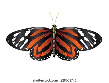 Monarch Butterfly - vector