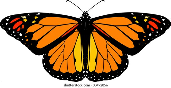 Monarch butterfly vector