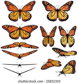 Monarch Butterfly Vector Art In Several Different Views And Poses