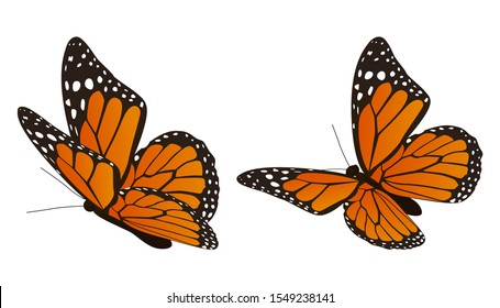 The Monarch Butterfly Vector Illustration