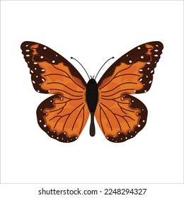 Monarch butterfly vector illustration  