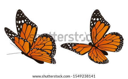 The monarch butterfly vector illustration