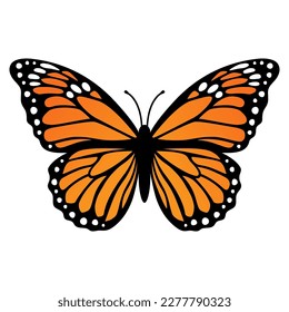 Monarch butterfly. Vector illustration isolated on white background