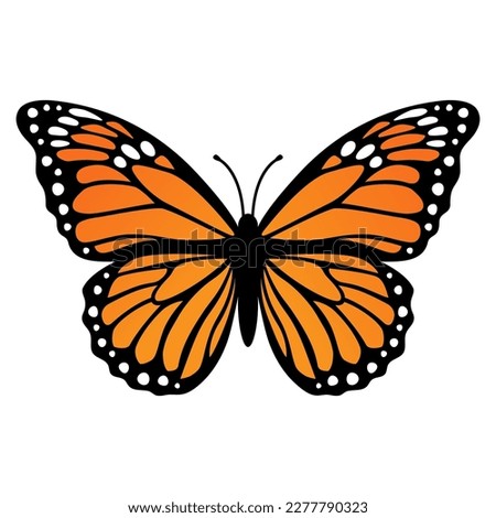 Monarch butterfly. Vector illustration isolated on white background