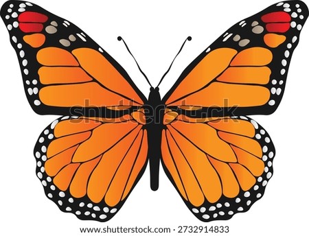 Monarch Butterfly Vector Illustration Isolated