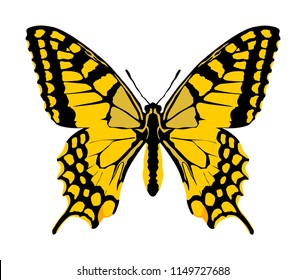 Page 48  Butterfly Images  Free Download on Freepik