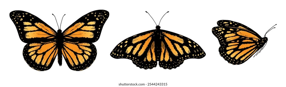 Monarch butterfly vector set with detailed orange and black wings. Realistic hand drawn illustrations ideal for nature themed designs or spring events. Perfect for stickers or wedding decor