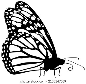 Monarch Butterfly at Rest—Side View