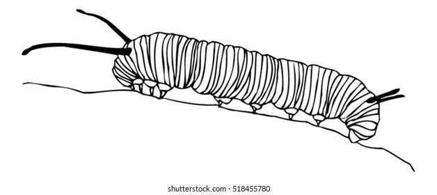 Monarch Caterpillar Drawing - Vector