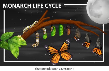 Monarch life cycle diagram illustration