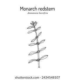 Monarch redstem, or blistering ammannia (Ammannia baccifera), edible and medicinal plant. Hand drawn botanical vector illustration