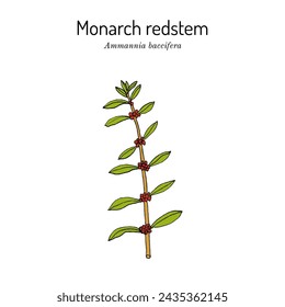 Monarch redstem, or blistering ammannia (Ammannia baccifera), edible and medicinal plant. Hand drawn botanical vector illustration