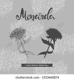 Monarda or Bergamot and lettering Monarda Detailed hand-drawn sketches, vector botanical illustration. For menu, label, packaging design.