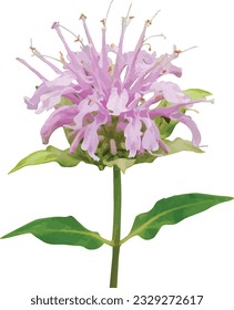 Monarda fistulosa (Wild Bergamot) Native North American Prairie Wildflower Isolated 