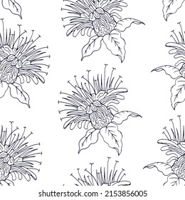 Monarda flower pattern on white background