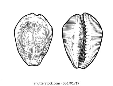 Money Cowrie Shell Illustration, Drawing, Engraving, Ink, Realistic, Vector