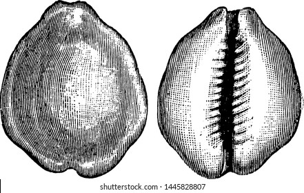 Money Cowry, vintage engraved illustration.