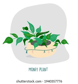 Money plant illustration. Indoor plants. House plants stock vector illustration. Plant easy to keep alive. Interior decoration houseplants concept. Flat colorful vector illustration