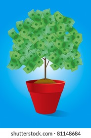 Money Plant / Money Tree