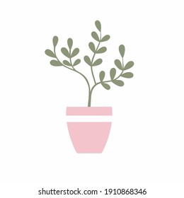 A money tree in a flower pot. Object for interior design. Indoor flower isolated on a white background.
